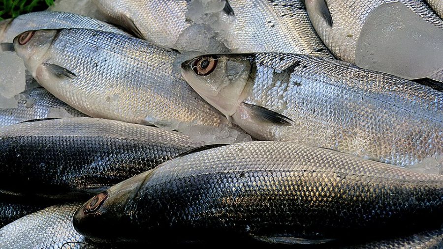 Ikan Bandeng Segar