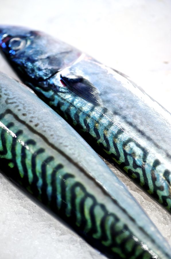 Ikan Kembung