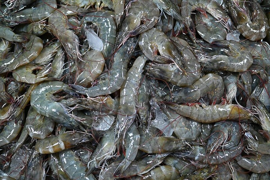 Udang Vaname